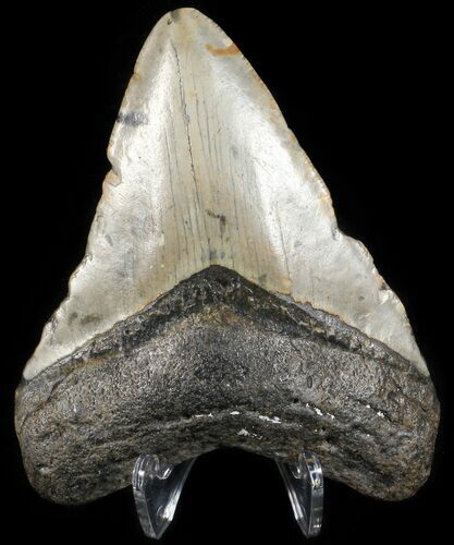 Megalodon Tooth - North Carolina #65686